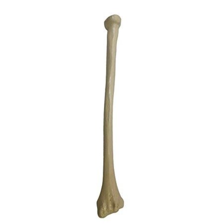 DENOYER-GEPPERT Anatomical Model, Radius Bone (Left Side) SB33-S